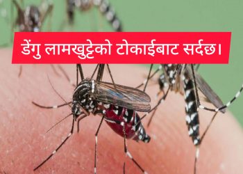 डेंगी नामक लामखुट्टेको टोकाइबाट सुरक्षित रहन विज्ञहरुको सुझाव