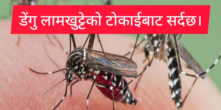 डेंगी नामक लामखुट्टेको टोकाइबाट सुरक्षित रहन विज्ञहरुको सुझाव