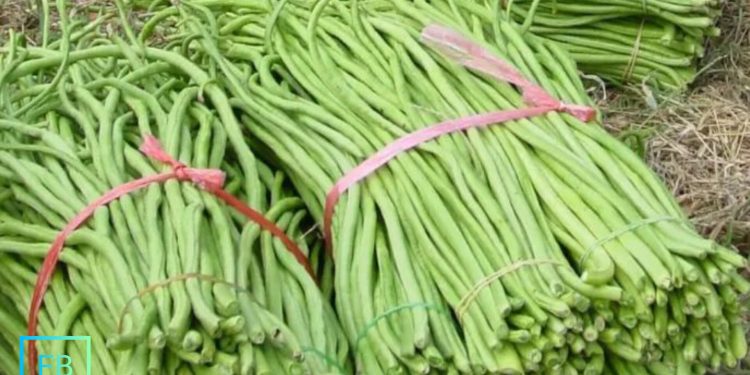 हाम्रो कृषि फार्मबाट दैनिक ५०० किलो बोडीको तरकारी उत्पादन