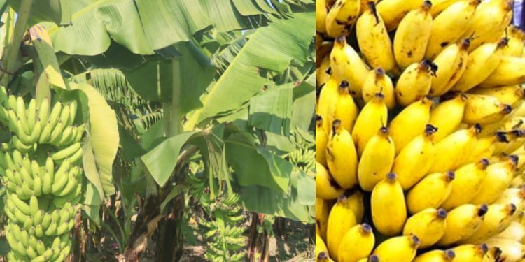 नेपालमा उत्पादित केराले दसैँ तिहार र छठ धान्ने